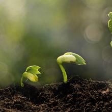 four small plants in various stages of growth